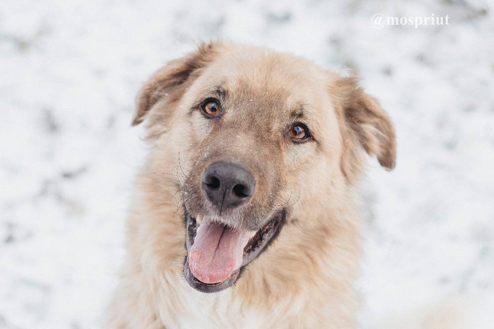 собака Саймон  приюта для бездомных животных