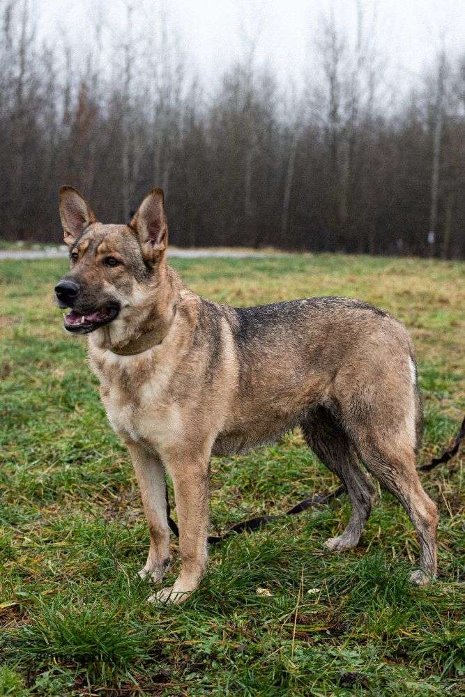 СОБАКА ДАРИНА  из приюта Щербинка для бездомных животных, Москва и Московская область | mospriut