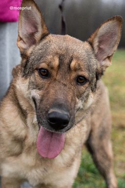 собака Дарина из приюта ищет дом