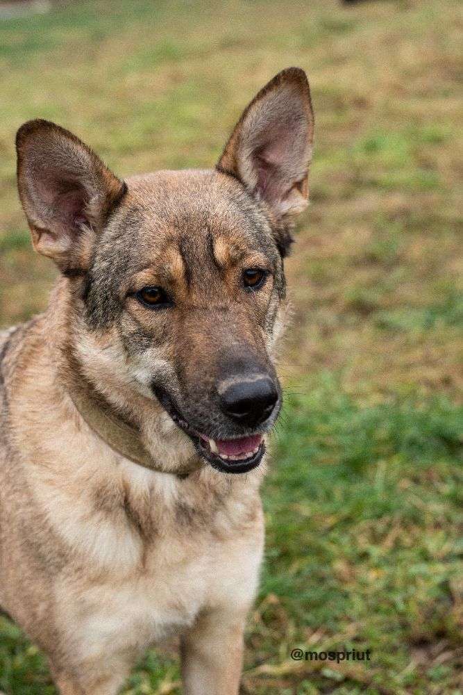 СОБАКА ДАРИНА  из приюта Щербинка для бездомных животных, Москва и Московская область | mospriut
