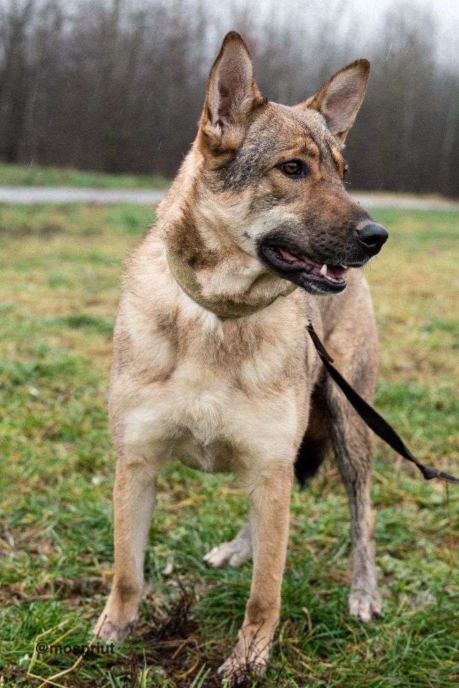 СОБАКА ДАРИНА  из приюта Щербинка для бездомных животных, Москва и Московская область | mospriut