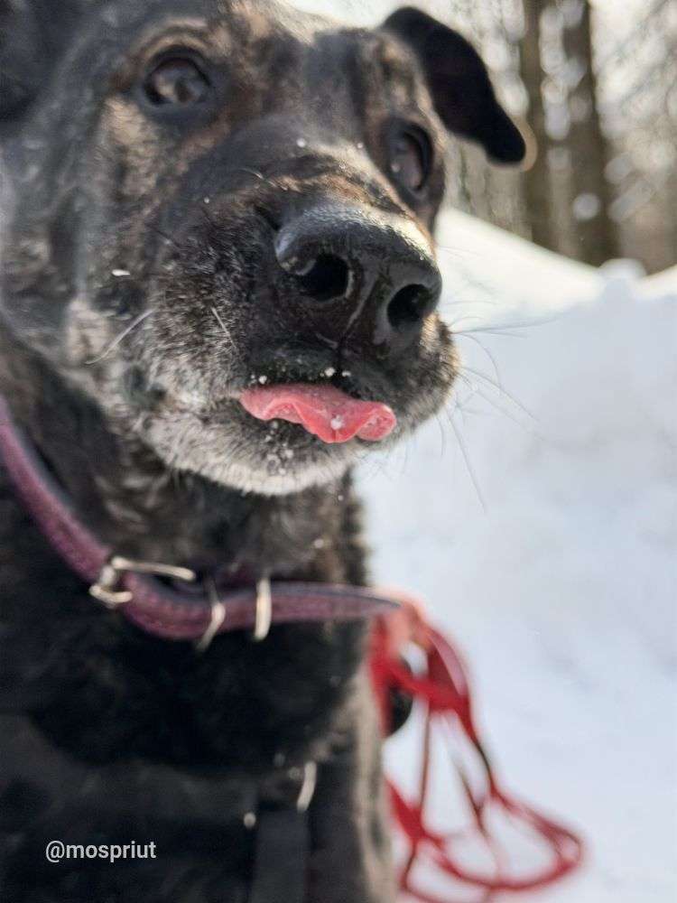 СОБАКА ДАНА  из приюта Дубовая Роща для бездомных животных, Москва и Московская область | mospriut