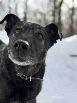 Приют для бездомных животных в Москве и Московской области | Взять собаку или кошку из приюта - mospriut