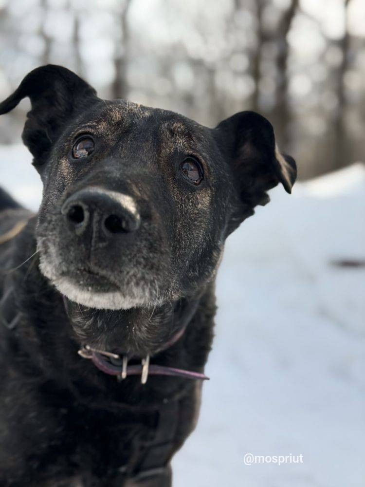 собака Дана  приюта для бездомных животных