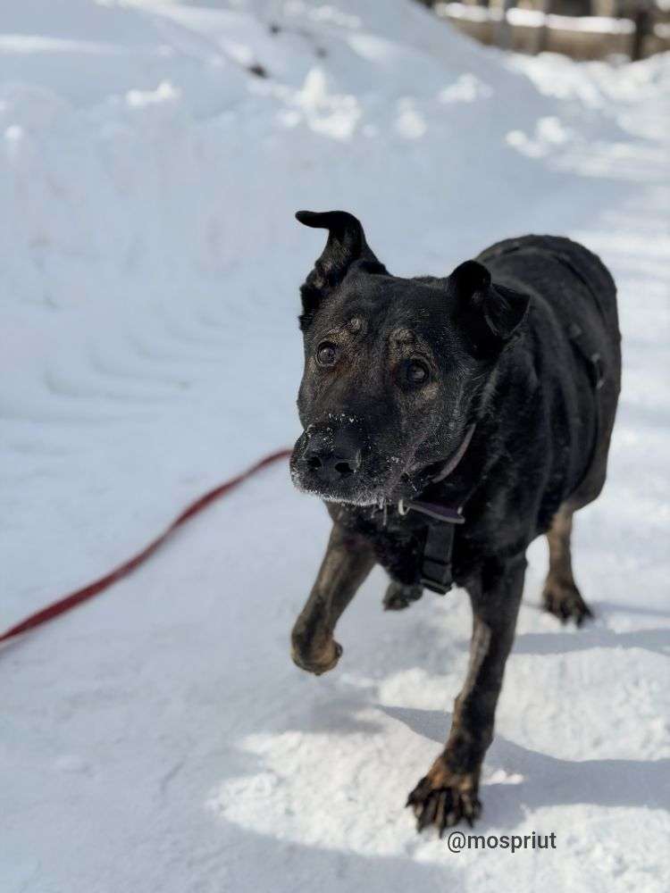 СОБАКА ДАНА  из приюта Дубовая Роща для бездомных животных, Москва и Московская область | mospriut