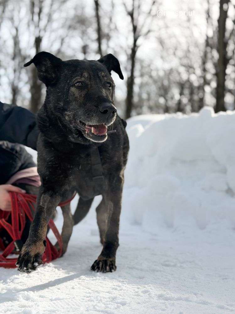 СОБАКА ДАНА  из приюта Дубовая Роща для бездомных животных, Москва и Московская область | mospriut