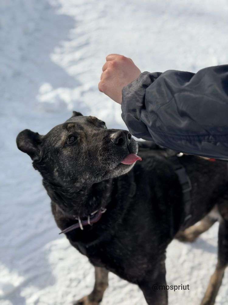 СОБАКА ДАНА  из приюта Дубовая Роща для бездомных животных, Москва и Московская область | mospriut