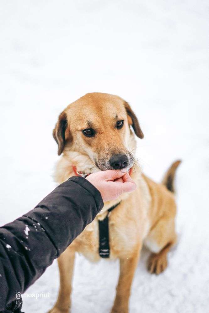 СОБАКА ТЕССА  из приюта Дубовая Роща для бездомных животных, Москва и Московская область | mospriut