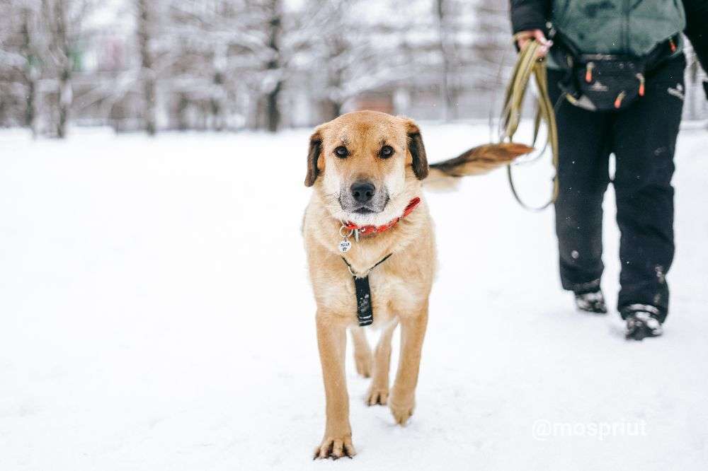 СОБАКА ТЕССА  из приюта Дубовая Роща для бездомных животных, Москва и Московская область | mospriut