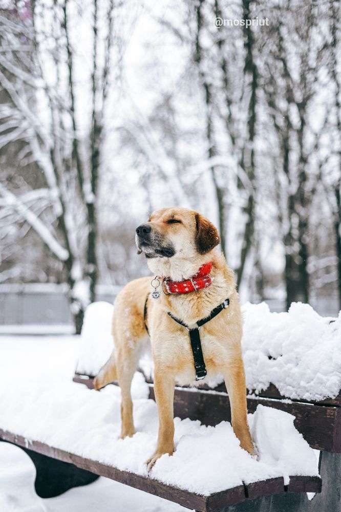 СОБАКА ТЕССА  из приюта Дубовая Роща для бездомных животных, Москва и Московская область | mospriut