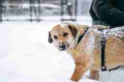 Приют для бездомных животных в Москве и Московской области | Взять собаку или кошку из приюта - mospriut