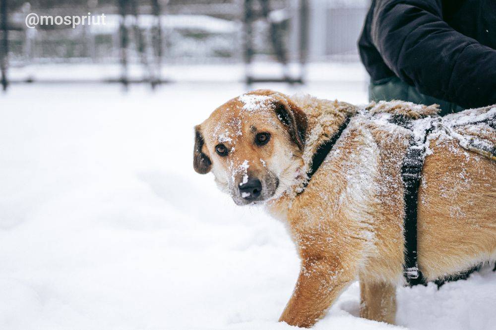 собака Тесса  из приюта «Дубовая Роща» для бездомных животных (собаки), Москва и Московская область