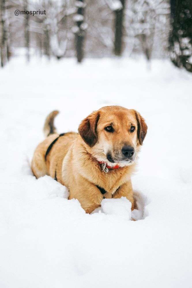 СОБАКА ТЕССА  из приюта Дубовая Роща для бездомных животных, Москва и Московская область | mospriut