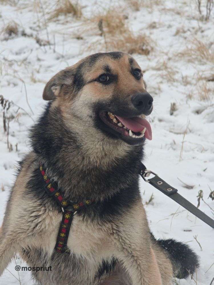 СОБАКА МОРТИ  из приюта Щербинка для бездомных животных, Москва и Московская область | mospriut