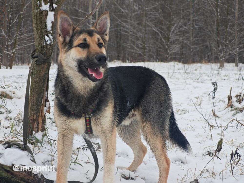 СОБАКА МОРТИ  из приюта Щербинка для бездомных животных, Москва и Московская область | mospriut