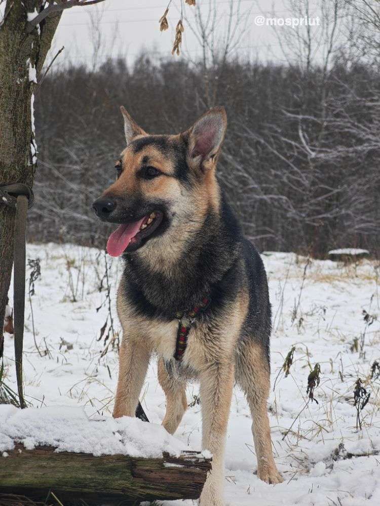 СОБАКА МОРТИ  из приюта Щербинка для бездомных животных, Москва и Московская область | mospriut