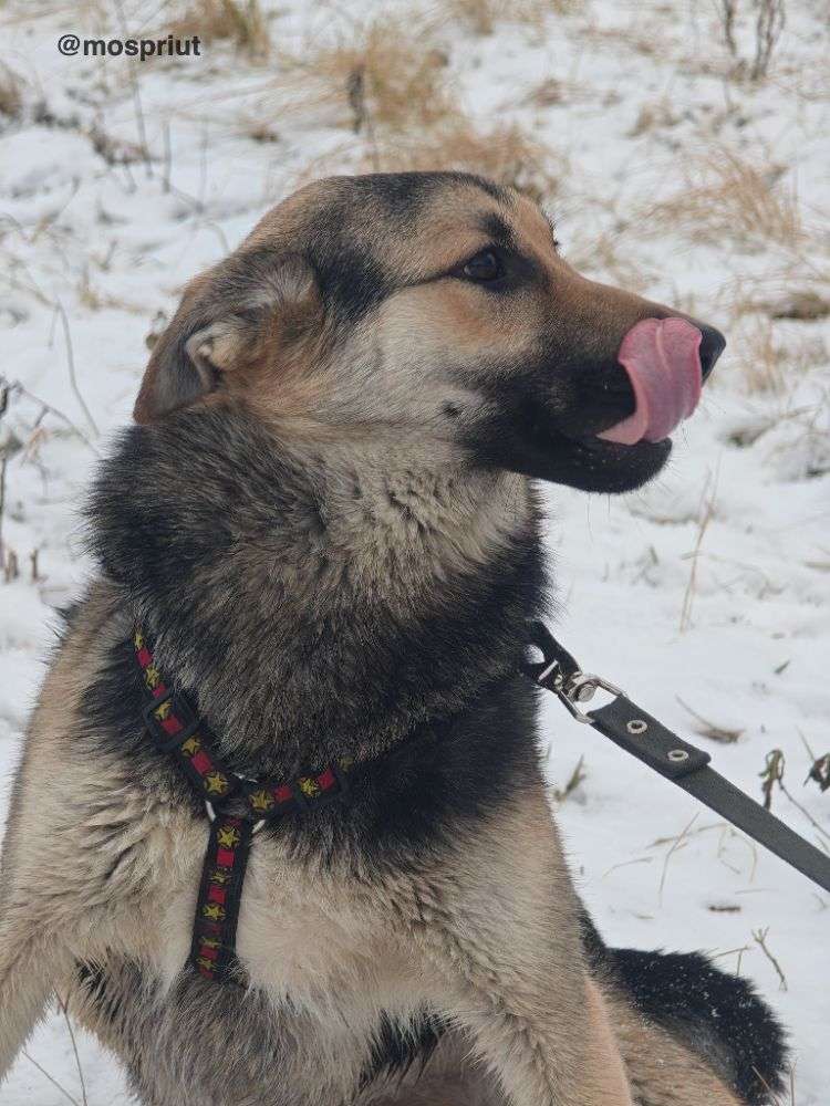 СОБАКА МОРТИ  из приюта Щербинка для бездомных животных, Москва и Московская область | mospriut