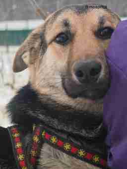 Приют для бездомных животных в Москве и Московской области | Взять собаку или кошку из приюта - mospriut