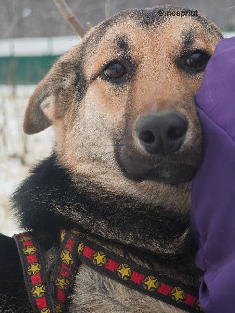 собака Морти  из приюта «Щербинка» для бездомных животных (собаки), Москва и Московская область