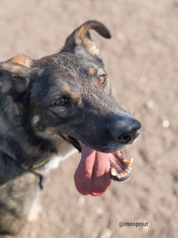 собака Леви из приюта ищет дом