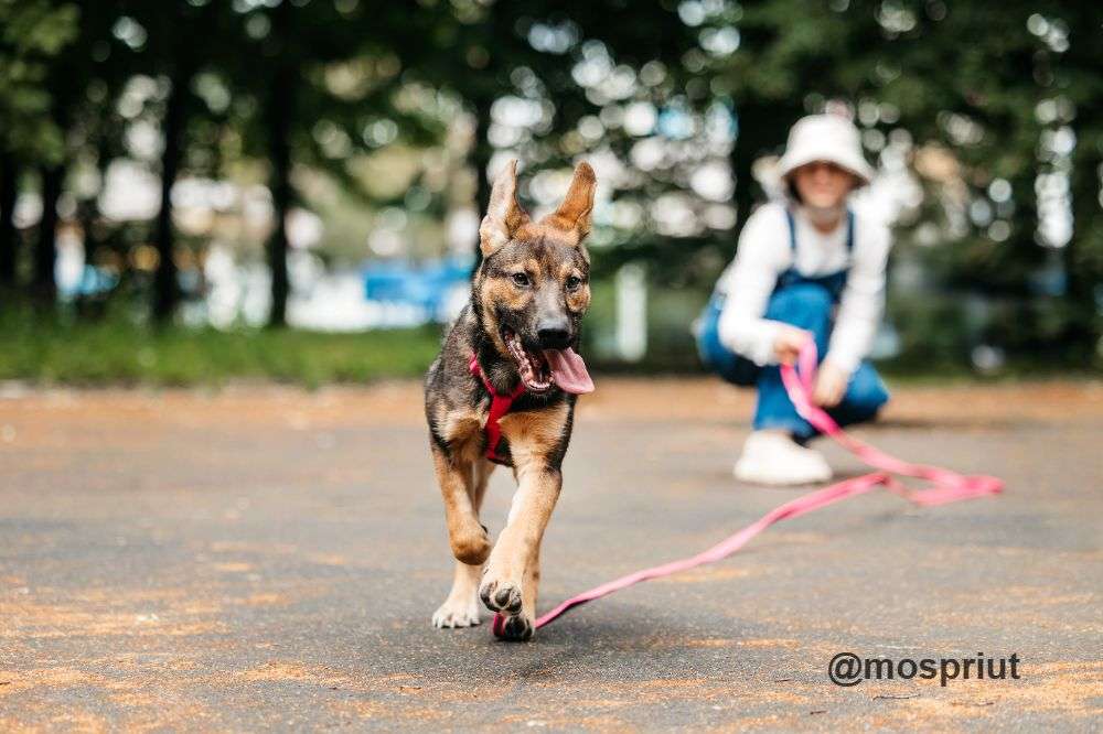 СОБАКА ШУРИ  из приюта Дубовая Роща для бездомных животных, Москва и Московская область | mospriut
