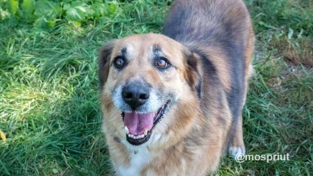 СОБАКА МАРФУША из приюта Щербинка для бездомных животных, Москва и Московская область | mospriut