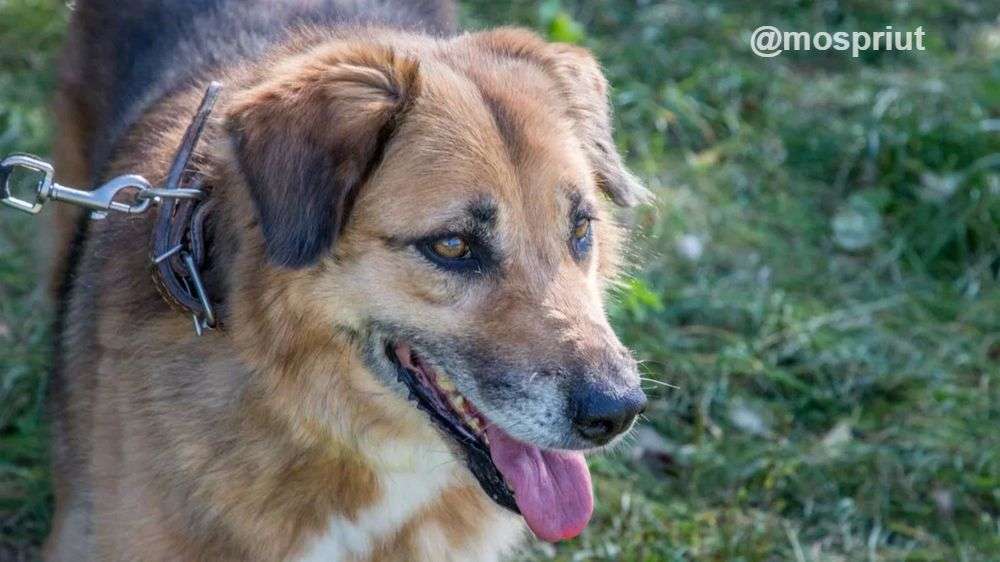 СОБАКА МАРФУША из приюта Щербинка для бездомных животных, Москва и Московская область | mospriut