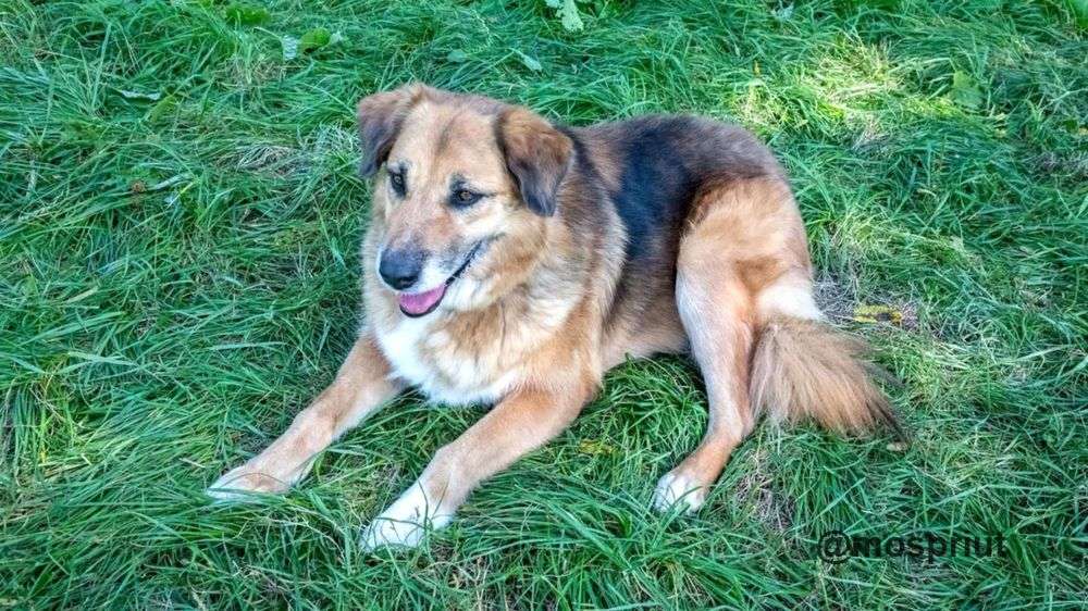 СОБАКА МАРФУША из приюта Щербинка для бездомных животных, Москва и Московская область | mospriut