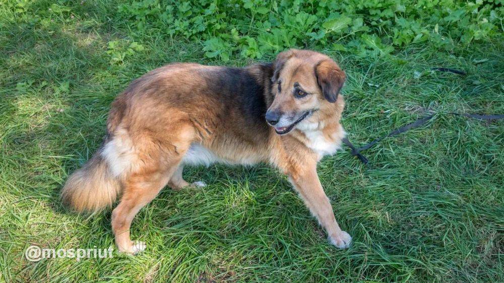 собака Марфуша  из приюта «Щербинка» для бездомных животных (собаки), Москва и Московская область