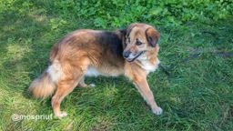 собака Марфуша из приюта ищет дом