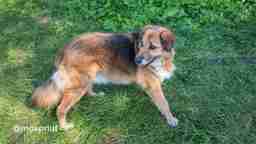 Приют для бездомных животных в Москве и Московской области | Взять собаку или кошку из приюта - mospriut