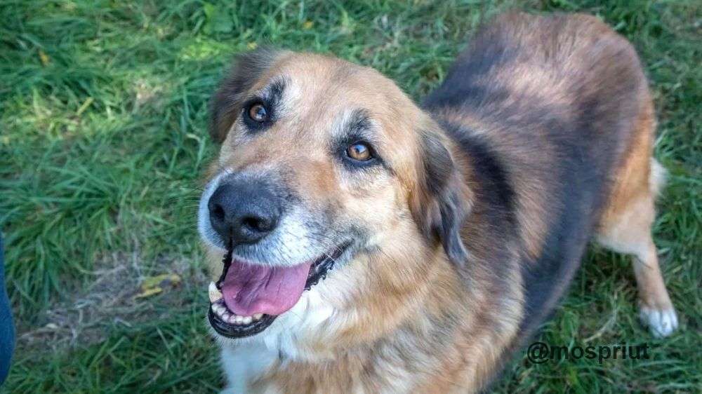 СОБАКА МАРФУША из приюта Щербинка для бездомных животных, Москва и Московская область | mospriut