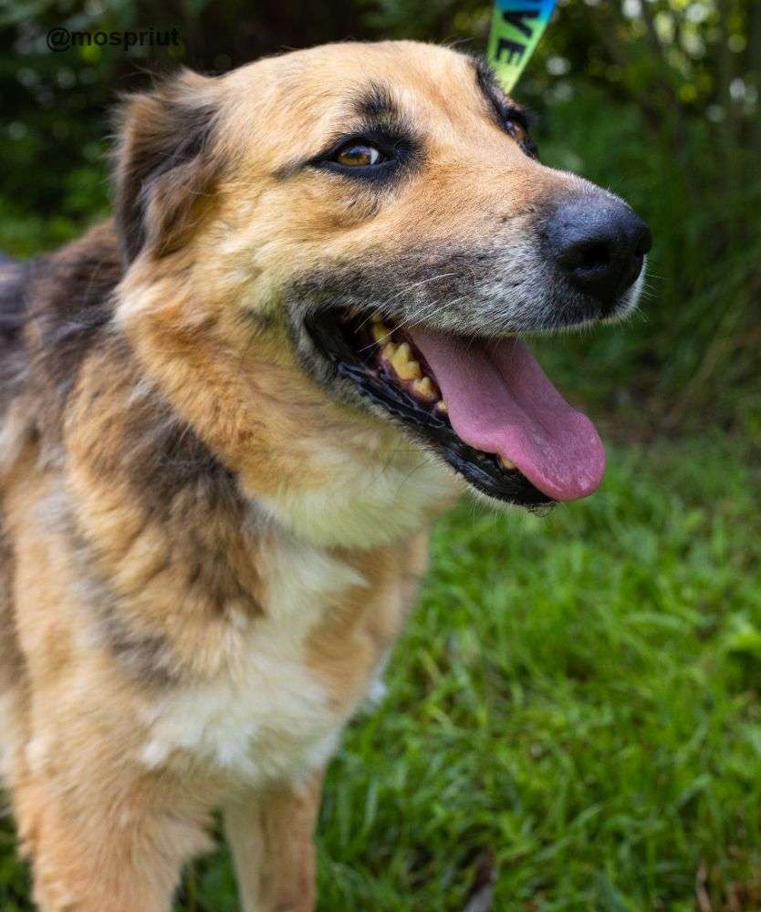 СОБАКА МАРФУША из приюта Щербинка для бездомных животных, Москва и Московская область | mospriut