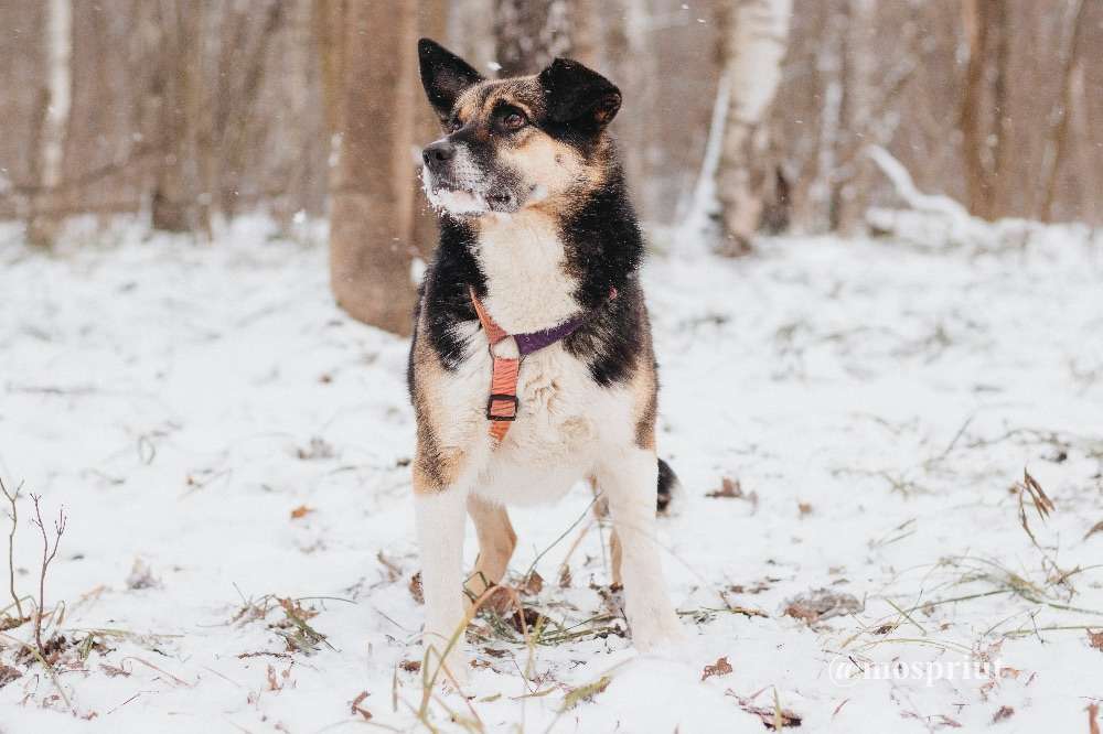 СОБАКА СЬЮ  из приюта Красная сосна для бездомных животных, Москва и Московская область | mospriut