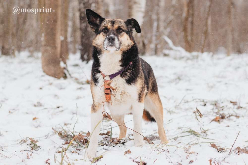 СОБАКА СЬЮ  из приюта Красная сосна для бездомных животных, Москва и Московская область | mospriut