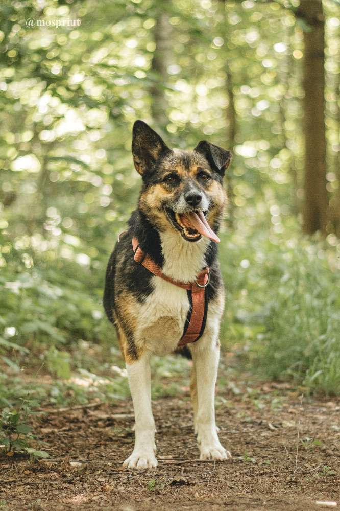 СОБАКА СЬЮ  из приюта Красная сосна для бездомных животных, Москва и Московская область | mospriut