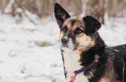 Приют для бездомных животных в Москве и Московской области | Взять собаку или кошку из приюта - mospriut