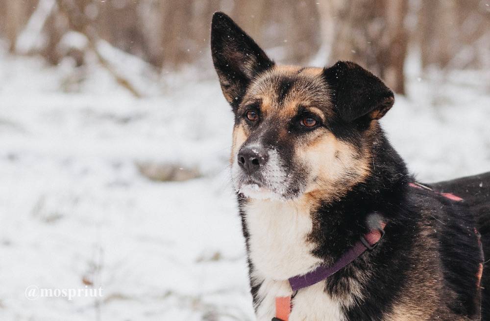 собака Сью  приюта для бездомных животных