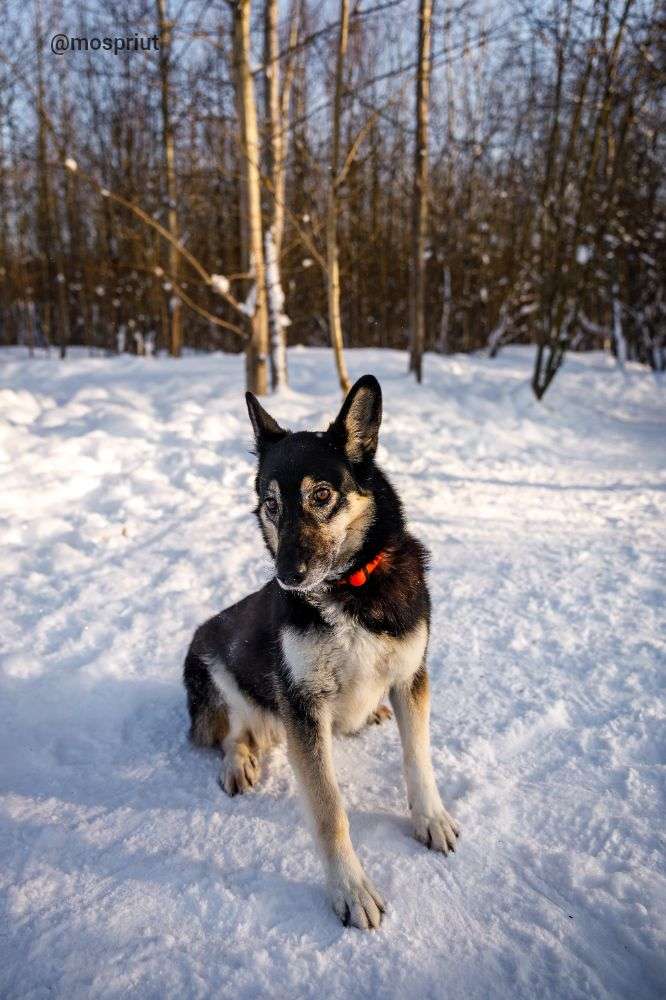 СОБАКА ВИККИ  из приюта Щербинка для бездомных животных, Москва и Московская область | mospriut