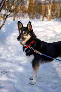 Приют для бездомных животных в Москве и Московской области | Взять собаку или кошку из приюта - mospriut