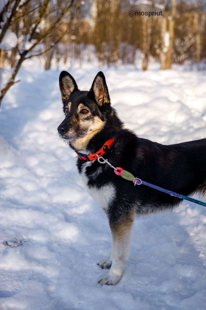 СОБАКА ВИККИ  из приюта Щербинка для бездомных животных, Москва и Московская область | mospriut