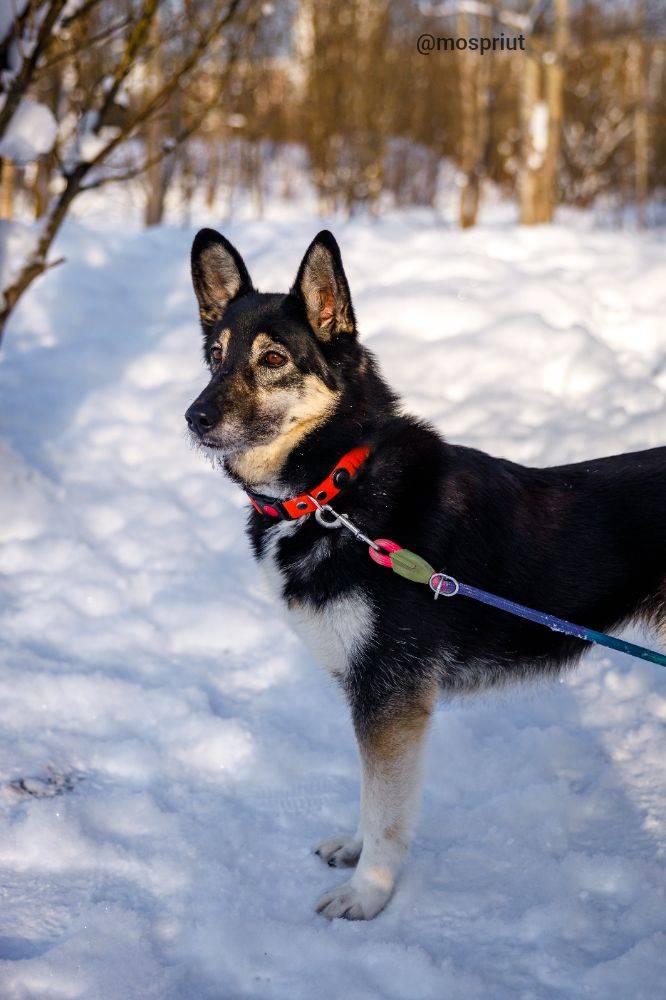 Викки из приюта Москвы и области ищет дом