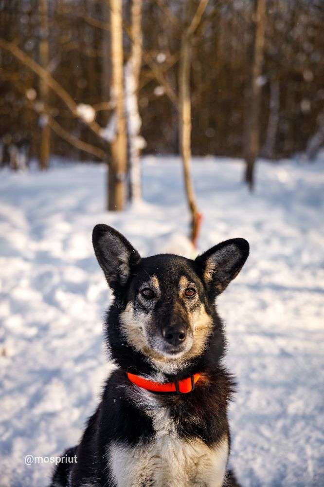 СОБАКА ВИККИ  из приюта Щербинка для бездомных животных, Москва и Московская область | mospriut