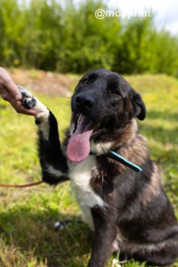 собака Топа из приюта ищет дом