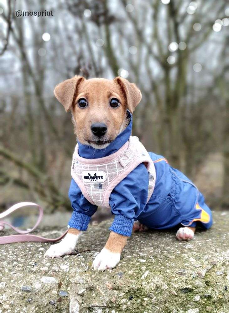 СОБАКА ПУГОВКА  из приюта Щербинка для бездомных животных, Москва и Московская область | mospriut