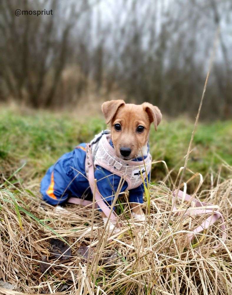 СОБАКА ПУГОВКА  из приюта Щербинка для бездомных животных, Москва и Московская область | mospriut