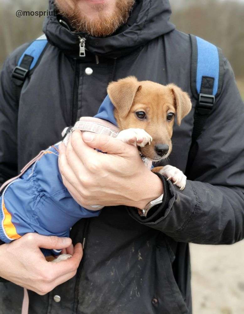 СОБАКА ПУГОВКА  из приюта Щербинка для бездомных животных, Москва и Московская область | mospriut
