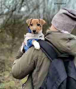 Приют для бездомных животных в Москве и Московской области | Взять собаку или кошку из приюта - mospriut