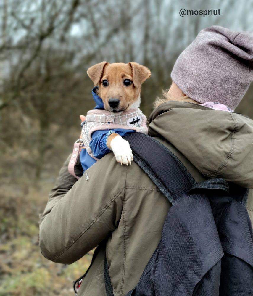 Питомец Пуговка из приюта для бездомных животных - mospriut (мосприют)