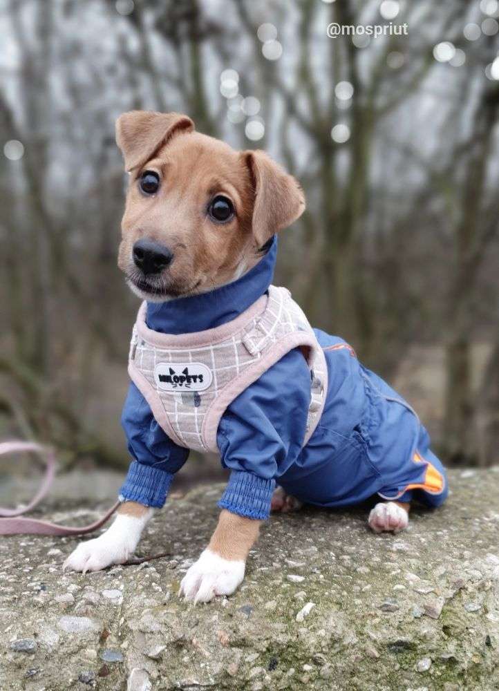 СОБАКА ПУГОВКА  из приюта Щербинка для бездомных животных, Москва и Московская область | mospriut